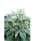 Grateful Seeds-Electric Koolaid