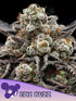 Anesia Seeds-Epic Buzz