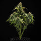 Epsilon F1 - Cannaseuse - Curated Genetics - Royal Queen Seeds