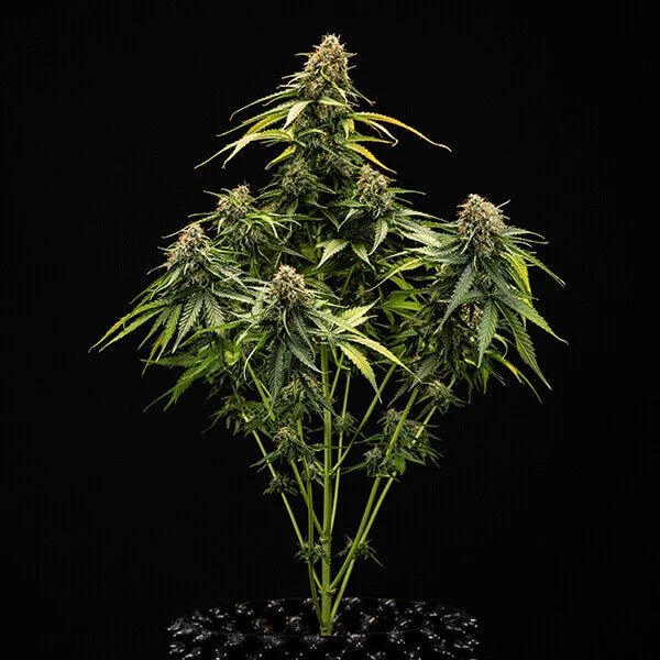 Epsilon F1 - Cannaseuse - Curated Genetics - Royal Queen Seeds