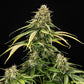 Epsilon F1 - Cannaseuse - Curated Genetics - Royal Queen Seeds