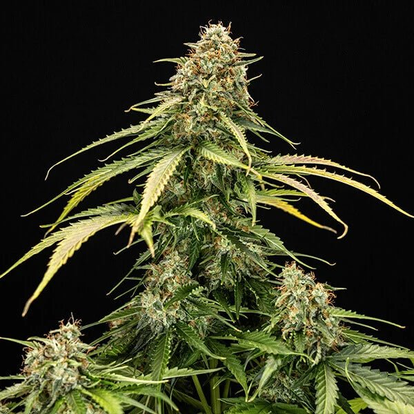 Epsilon F1 - Cannaseuse - Curated Genetics - Royal Queen Seeds