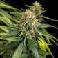 Epsilon F1 - Cannaseuse - Curated Genetics - Royal Queen Seeds
