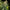 Epsilon F1 - Cannaseuse - Curated Genetics - Royal Queen Seeds