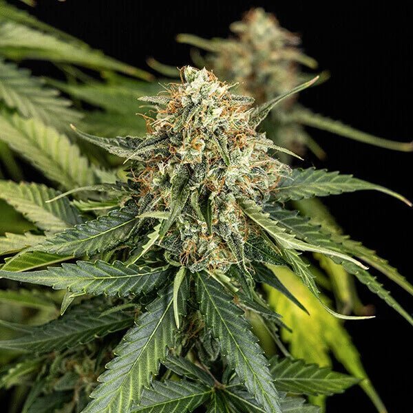 Epsilon F1 - Cannaseuse - Curated Genetics - Royal Queen Seeds
