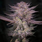 Ethos Genetics-Atomic Fuego R1