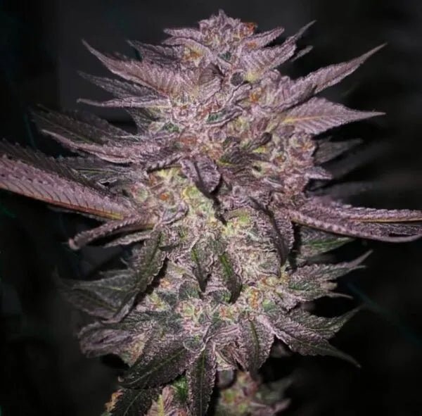 Ethos Genetics-Atomic Fuego R1