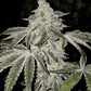 Ethos Genetics-Atomic Leisure R1