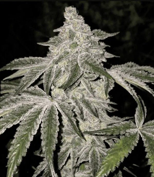 Ethos Genetics-Atomic Leisure R1