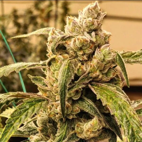 Ethos Genetics-Banana Jealousy IBL Auto
