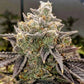 Ethos Genetics-Bubble Gummy Auto
