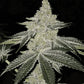 Ethos Genetics-Chama R1