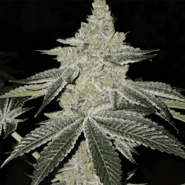 Ethos Genetics-Chama R1