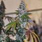 Ethos Genetics-Cherry Pie OG S1