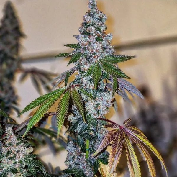 Ethos Genetics-Cherry Pie OG S1
