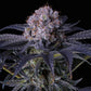 Ethos Genetics-Grape Balls of Fire RBX