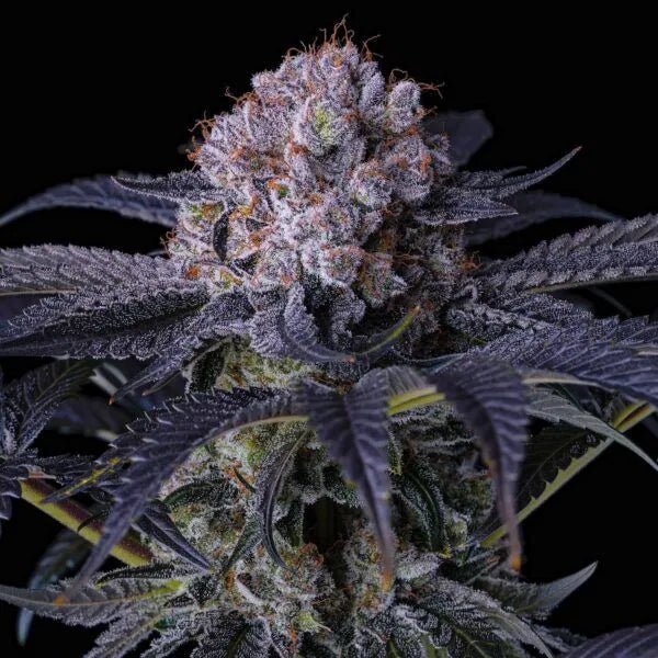 Ethos Genetics-Grape Balls of Fire RBX