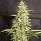 Ethos Genetics-Inzane Auto