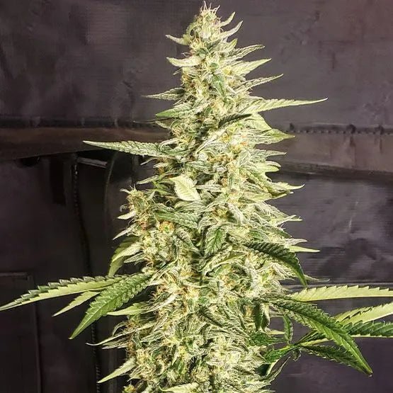 Ethos Genetics-Inzane Auto