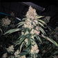 Ethos Genetics-Lemon Whhip Haze (SLH IBL B-Line)