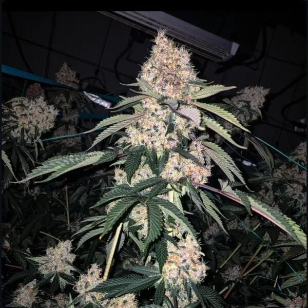 Ethos Genetics-Lemon Whhip Haze (SLH IBL B-Line)