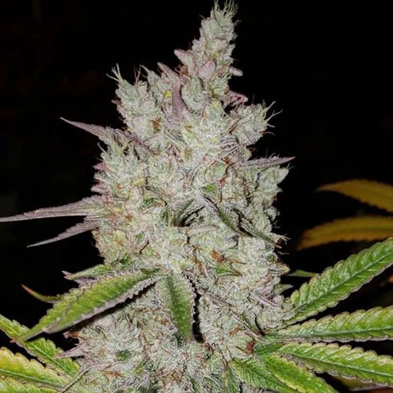 Ethos Genetics-Lilac Diesel Auto RBx2