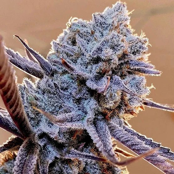 Ethos Genetics-Lilac Diesel RBx2