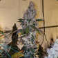 Ethos Genetics-Liqueur R1