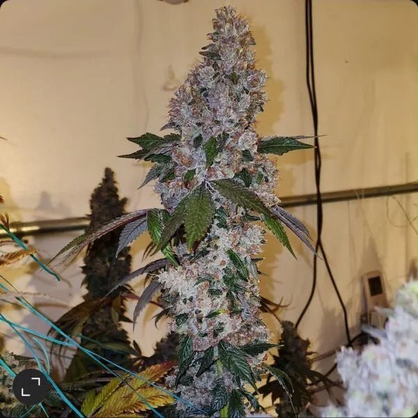 Ethos Genetics-Liqueur R1