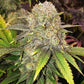 Ethos Genetics-Master Kush RBx