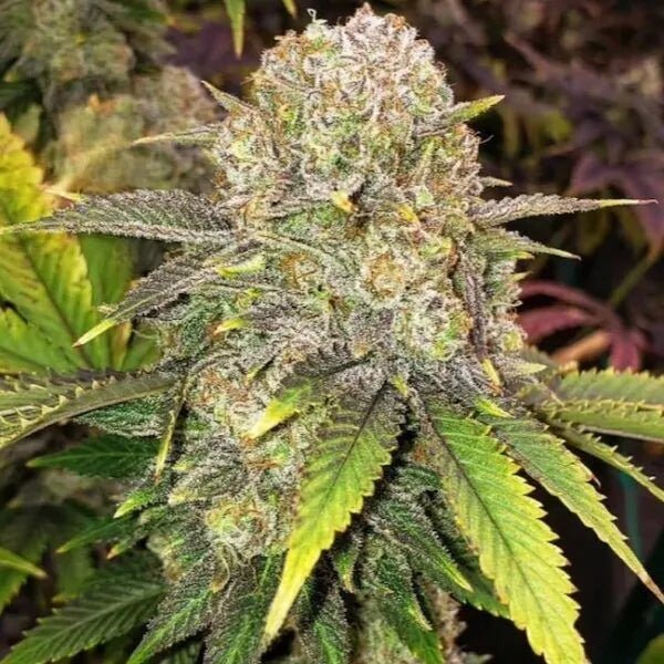 Ethos Genetics-Master Kush RBx