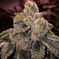 Ethos Genetics-OG D-Lux Bx3