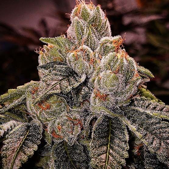 Ethos Genetics-OG D-Lux Bx3