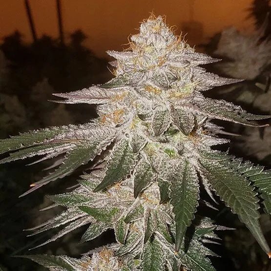 Ethos Genetics-Piña Auto RBx2