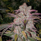 Ethos Genetics-Purple Thai Autoflower RBX1