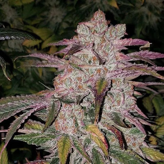 Ethos Genetics-Purple Thai Autoflower RBX1