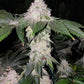Ethos Genetics-Wrank S1