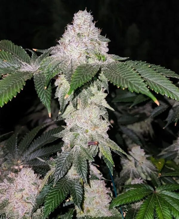 Ethos Genetics-Wrank S1