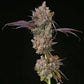 Ethos Genetics-XXX