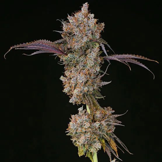Ethos Genetics-XXX