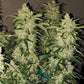 Ethos Genetics-Zweet Auto RBx2