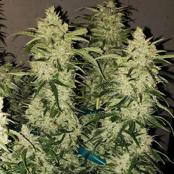 Ethos Genetics-Zweet Auto RBx2