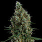 Ethos Genetics-Zweet Inzanity RBx