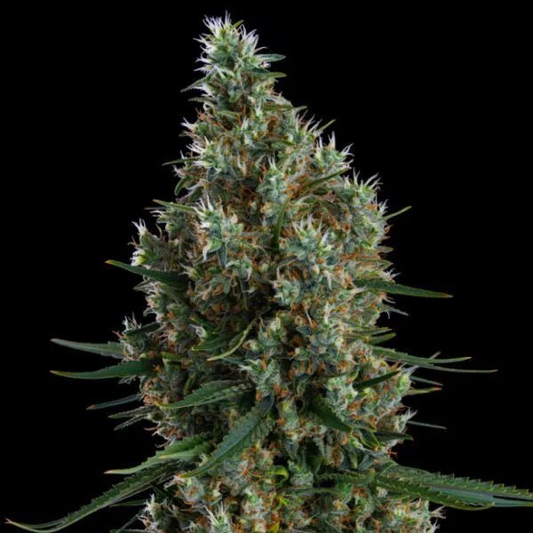 Ethos Genetics-Zweet Inzanity RBx