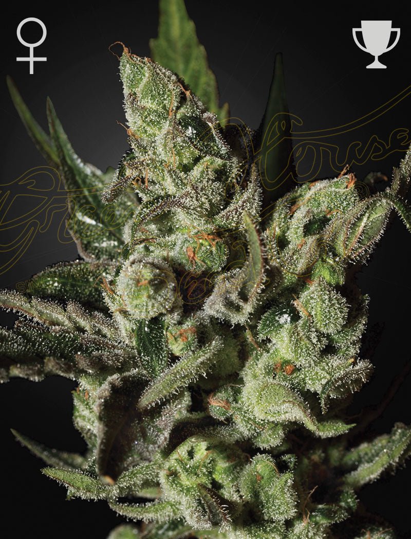 Green House Seeds-Exodus Cheese