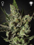 Green House Seeds-Exodus Cheese