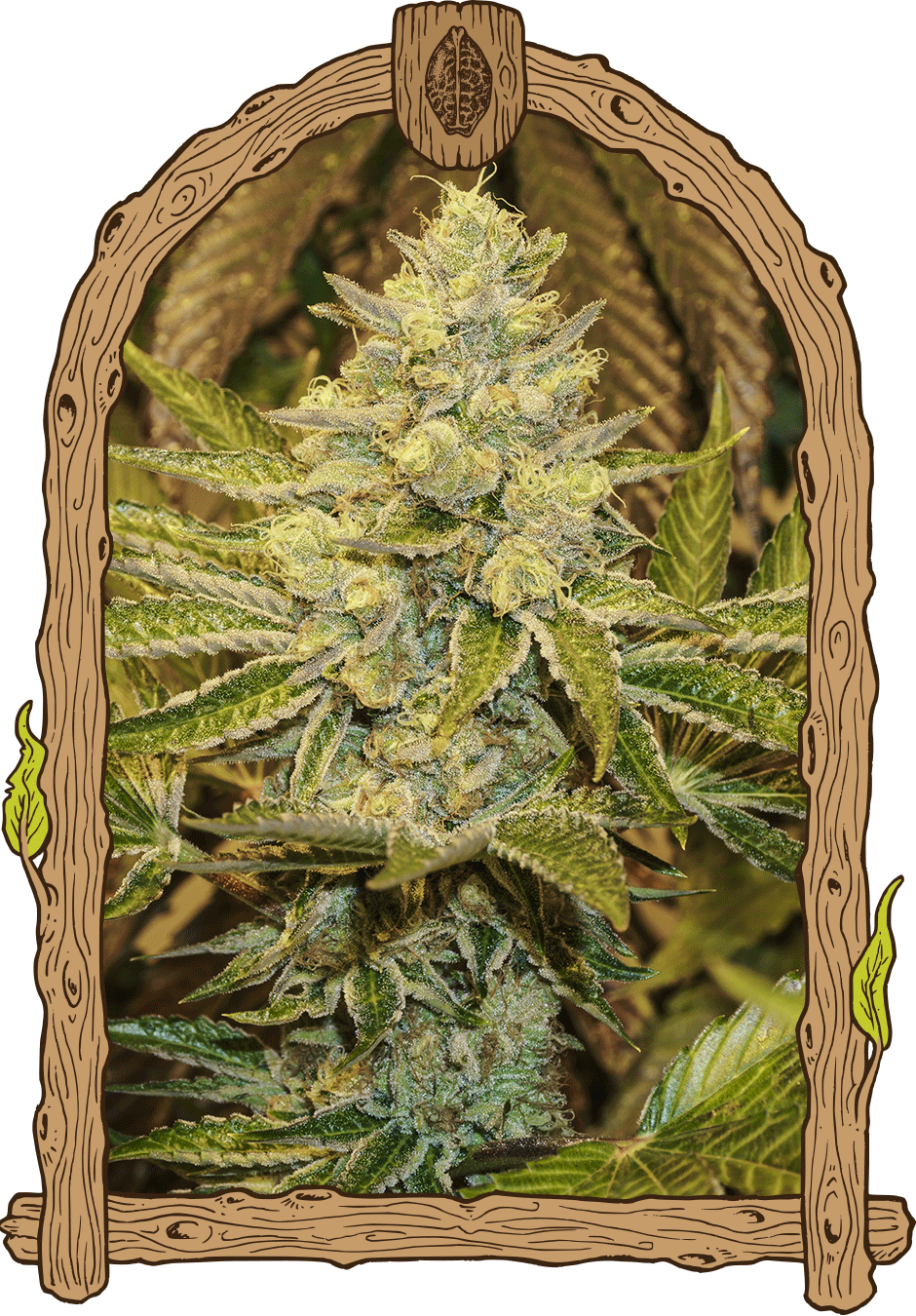 Exotic Seed-Exotic Animal
