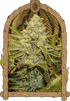 Exotic Seed-Exotic Animal