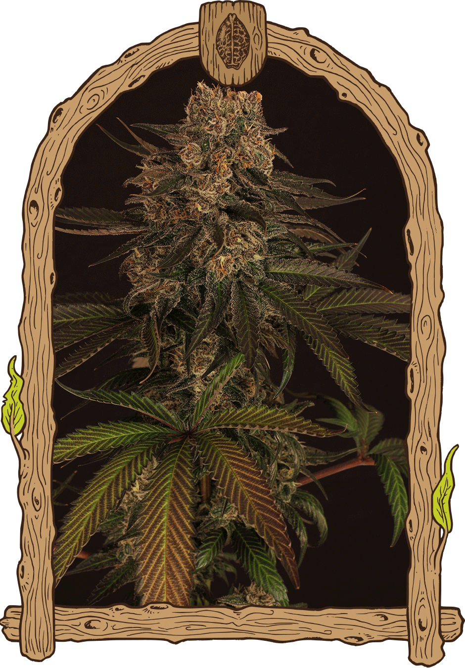 Exotic Seed-Exotic Colours