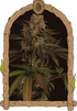 Exotic Seed-Exotic Colours